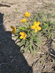 Senna roemeriana