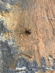 Linyphiidae