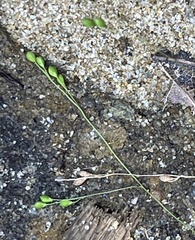 Kellochloa verrucosa