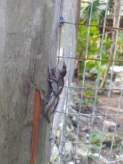 Anolis sagrei