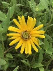 Helianthus mollis