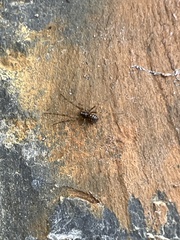 Linyphiidae