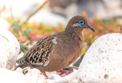 Zenaida galapagoensis