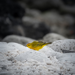 Setophaga petechia aureola