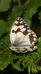 Melanargia lachesis