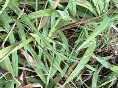 Kellochloa verrucosa
