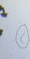 Nematoda