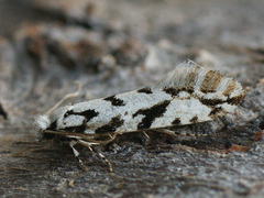 Nemapogon nigralbella