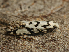 Nemapogon nigralbella