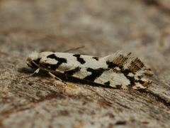 Nemapogon nigralbella