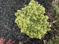 Osmanthus heterophyllus
