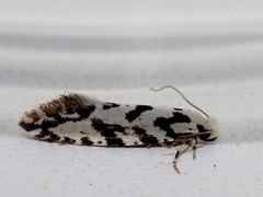 Nemapogon nigralbella