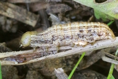 Mythimna