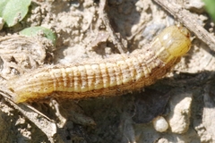 Mythimna