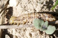Mythimna