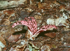 Clathrus archeri