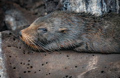 Arctocephalus galapagoensis