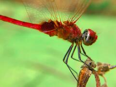 Urothemis signata