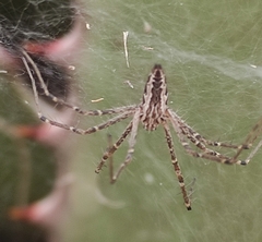 Euprosthenops
