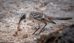 Mimus parvulus