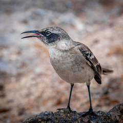 Mimus parvulus
