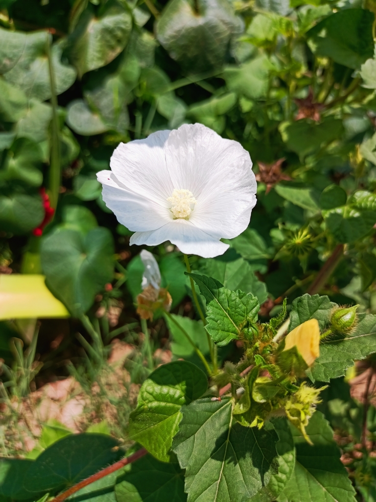 Anoda albiflora