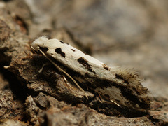 Nemapogon picarella