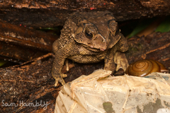 Duttaphrynus melanostictus