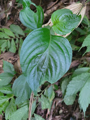 Dicliptera chinensis