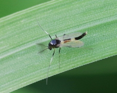 Microtendipes pedellus