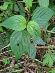 Dicliptera chinensis