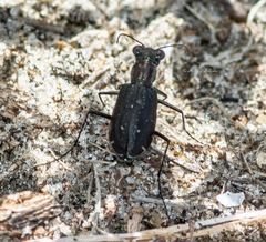 Cicindela punctulata