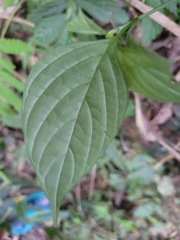 Dicliptera chinensis