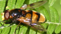 Volucella elegans