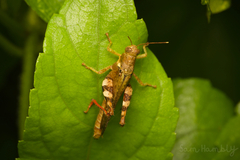 Catantopinae