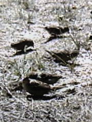 Passer domesticus