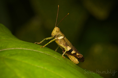 Catantopinae