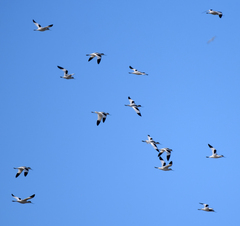 Recurvirostra avosetta