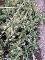 Melolobium canescens