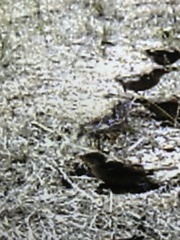 Passer domesticus
