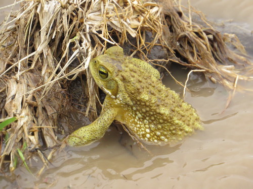 Argentine Toad