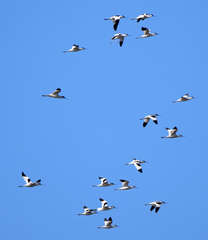 Recurvirostra avosetta