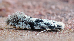 Nemapogon variatella