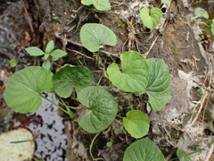 Viola palustris