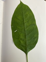 Magnoliopsida