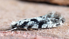 Nemapogon variatella