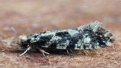 Nemapogon granella