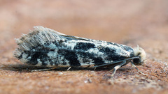 Nemapogon granella