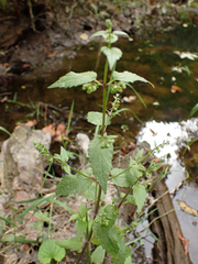 Scutellaria lateriflora