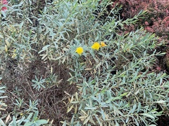 Hypericum prolificum